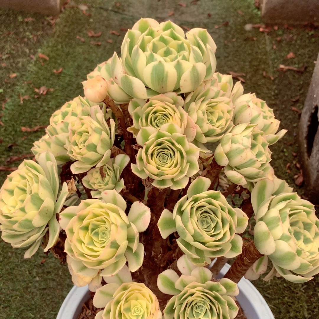 迈巴赫老桩，多肉植物