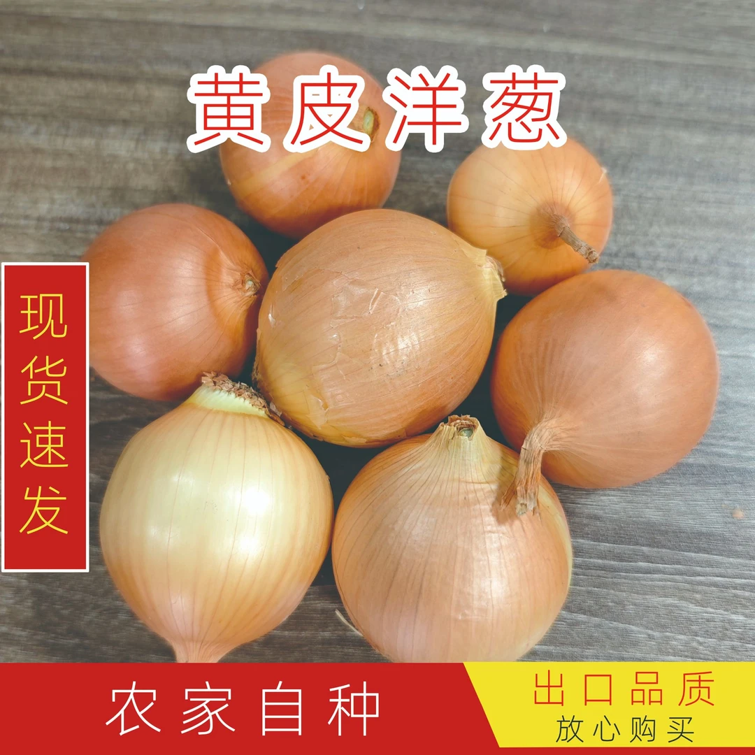 黄皮小果洋葱5斤装生吃脆甜