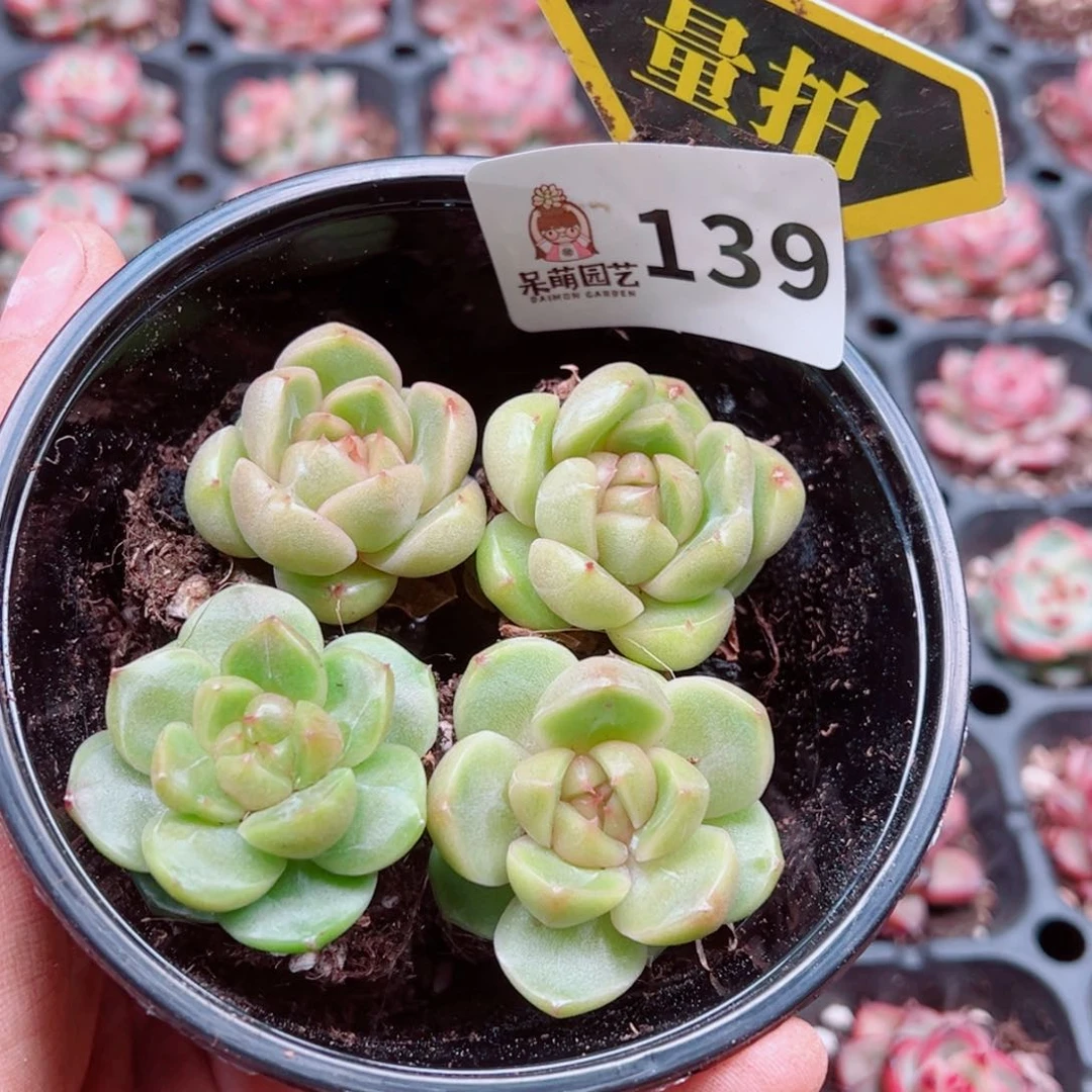 多肉植物多肉植物