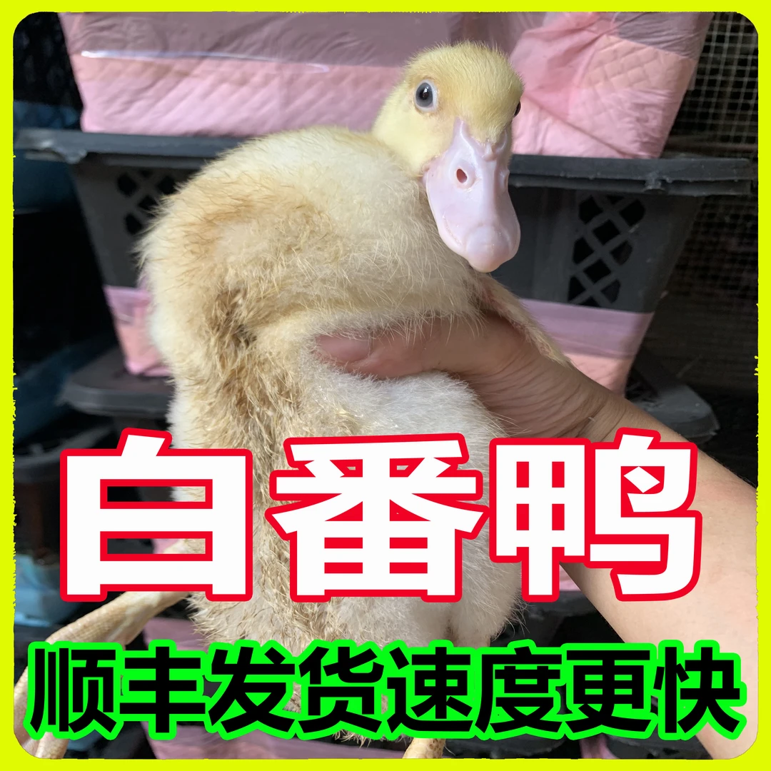 宠物鸭顺丰发货农场散养一斤左右（买越多越划算，公母直播间选）