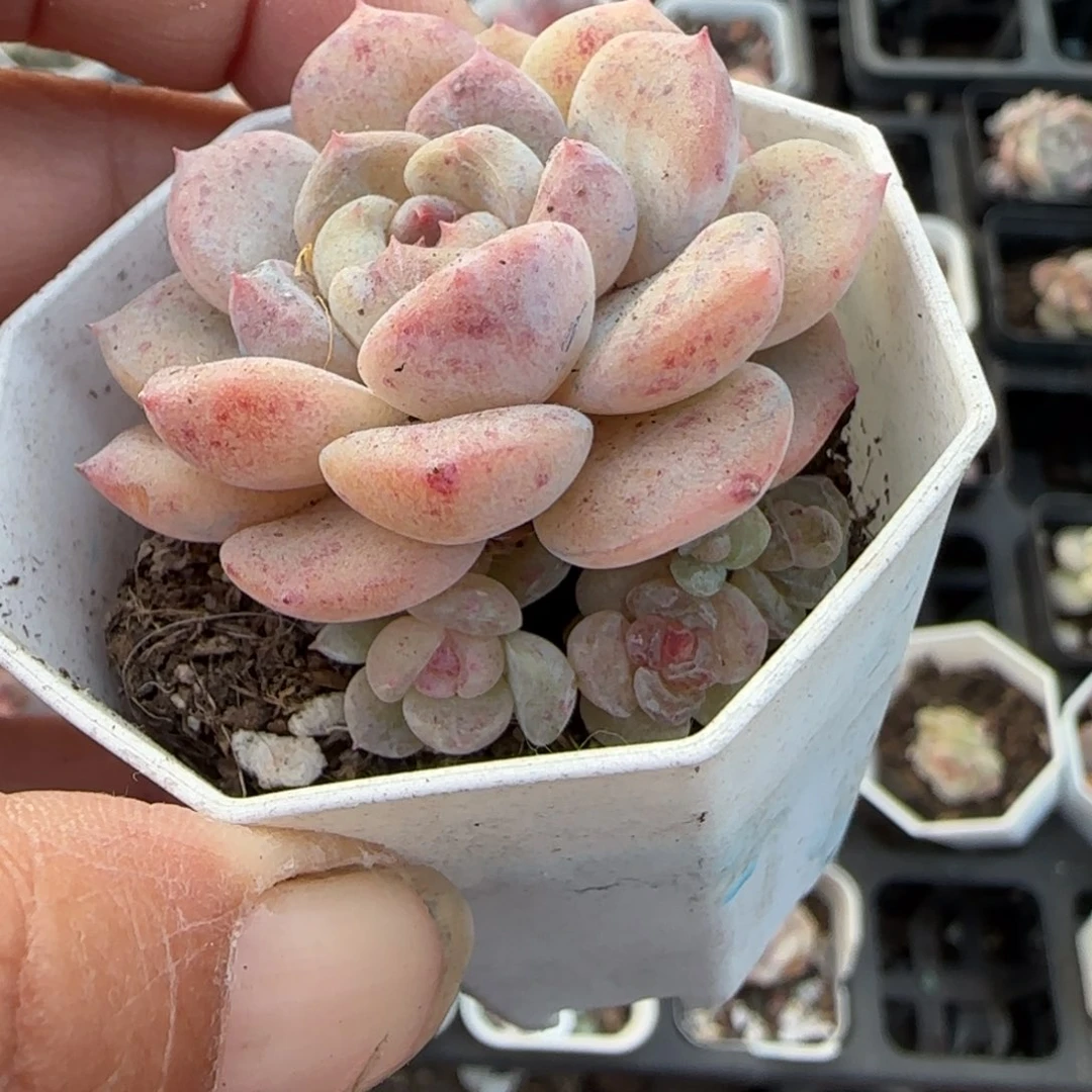 假***想多肉小卡拉米糖心一物一拍