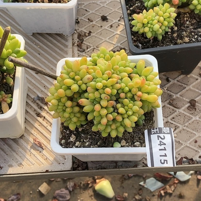 【闪购商品】千代田缀24115