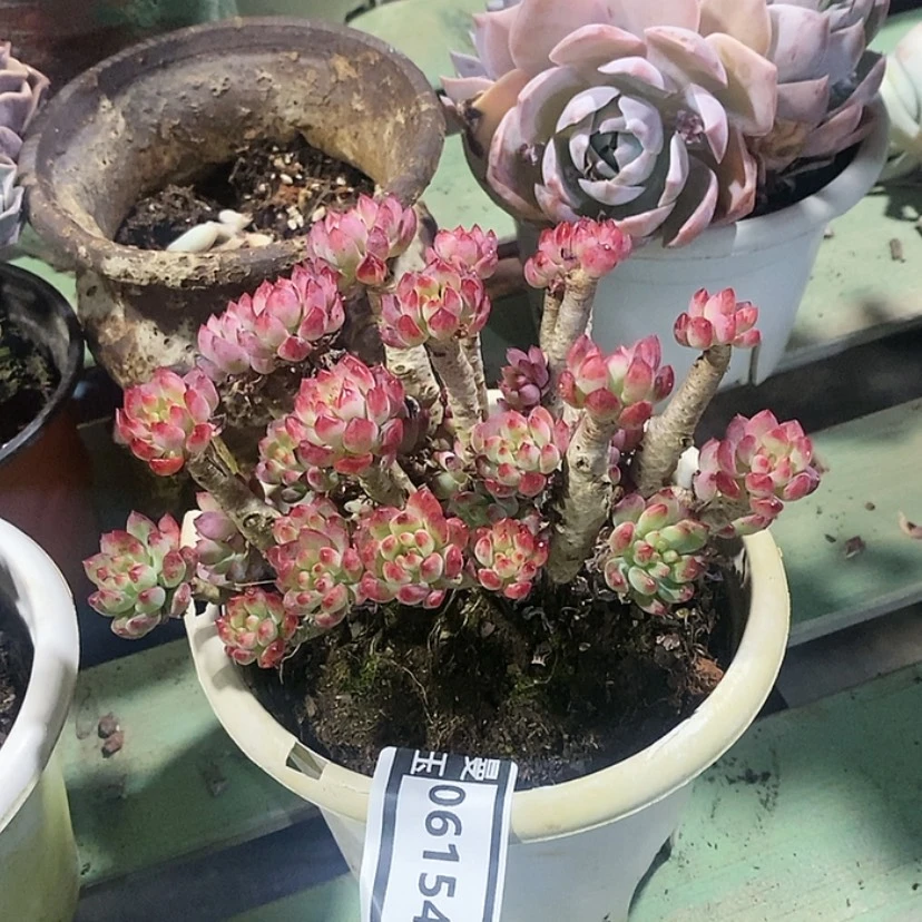 【闪购商品】蓝苹果06154