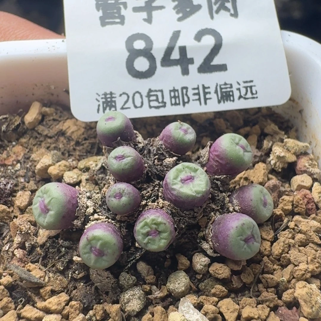 带盆土。
