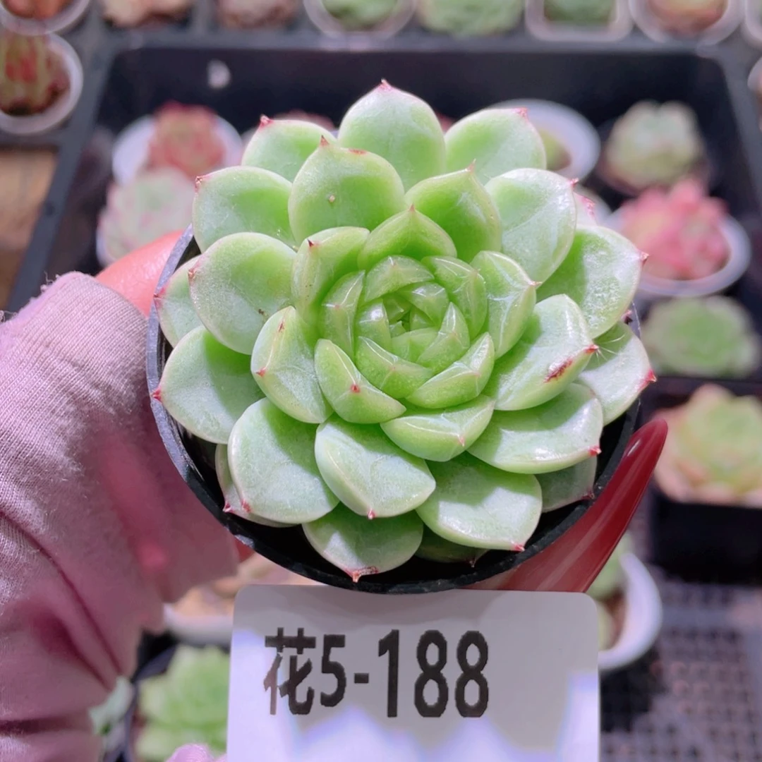 花利美5-188新品单头