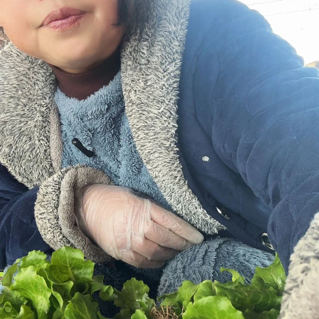 青菜苔耐寒耐冻种植