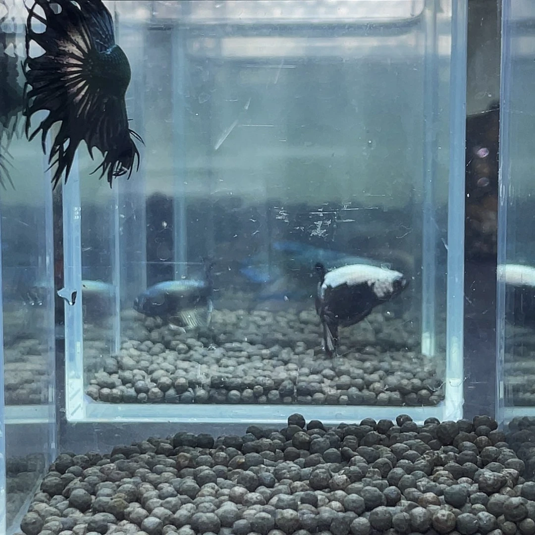 斗鱼23号915晚绿毒