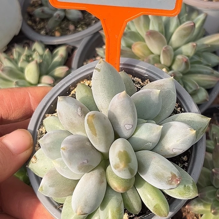 哥特一物一拍450.