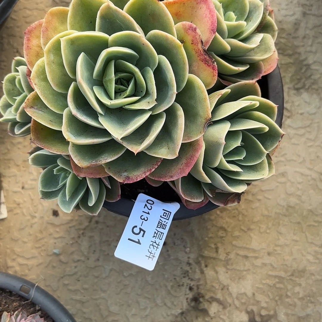 同温层多肉51新娜桃