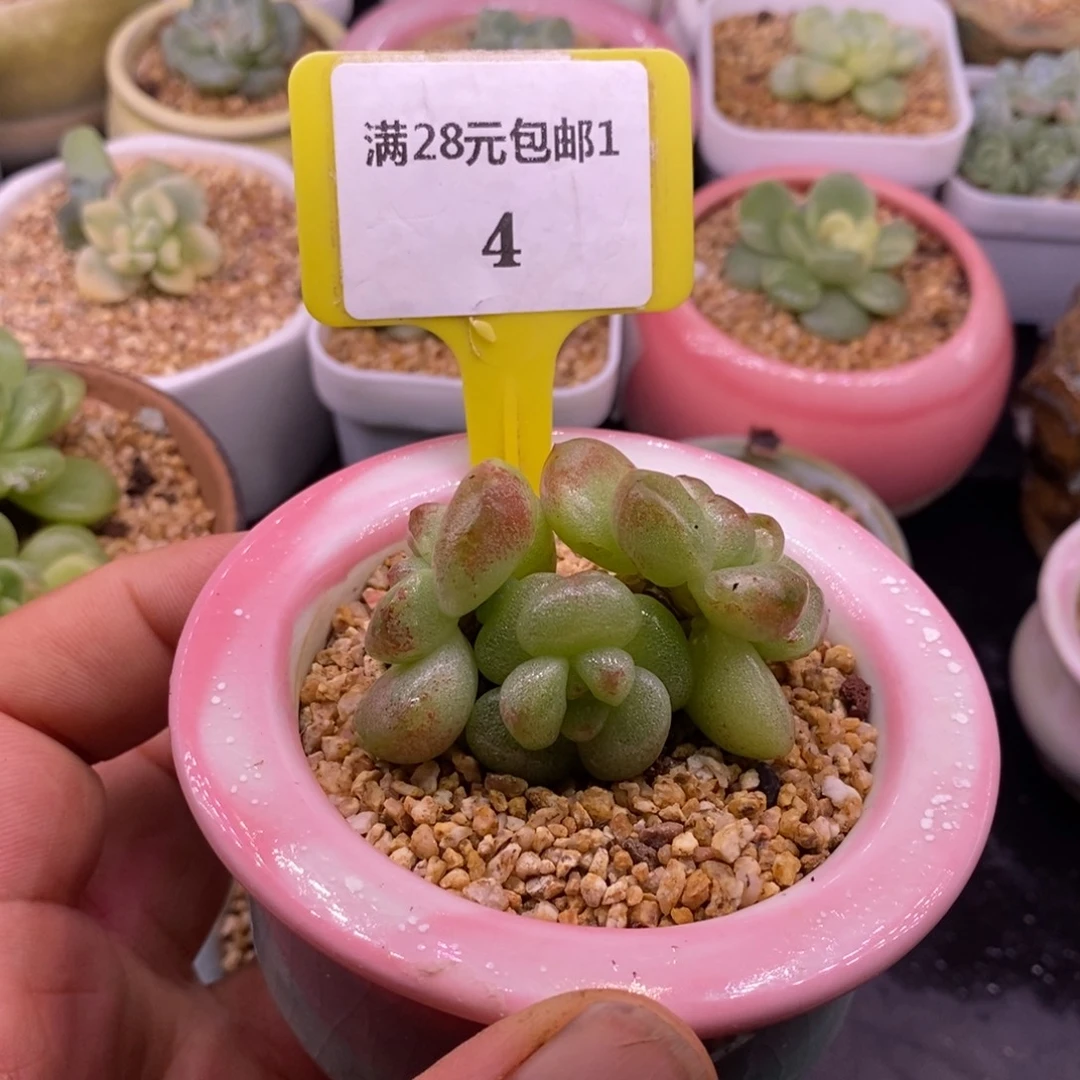 14丸叶冰玉石化趴地三头