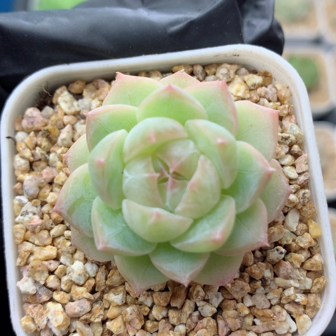 58包邮  群生不包整糖心97