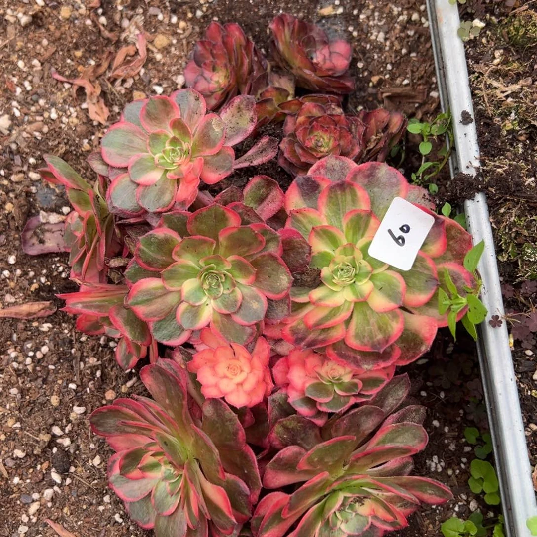 60一片黑魔锦多肉椅子