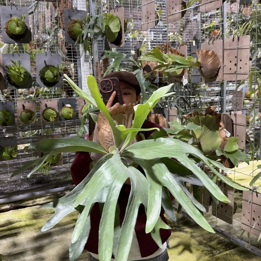 不开花植物M124-直播福利满月侧芽不包损