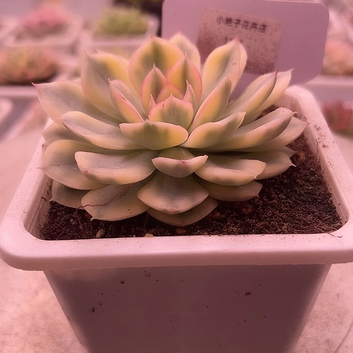 1181号月亮仙子锦多肉