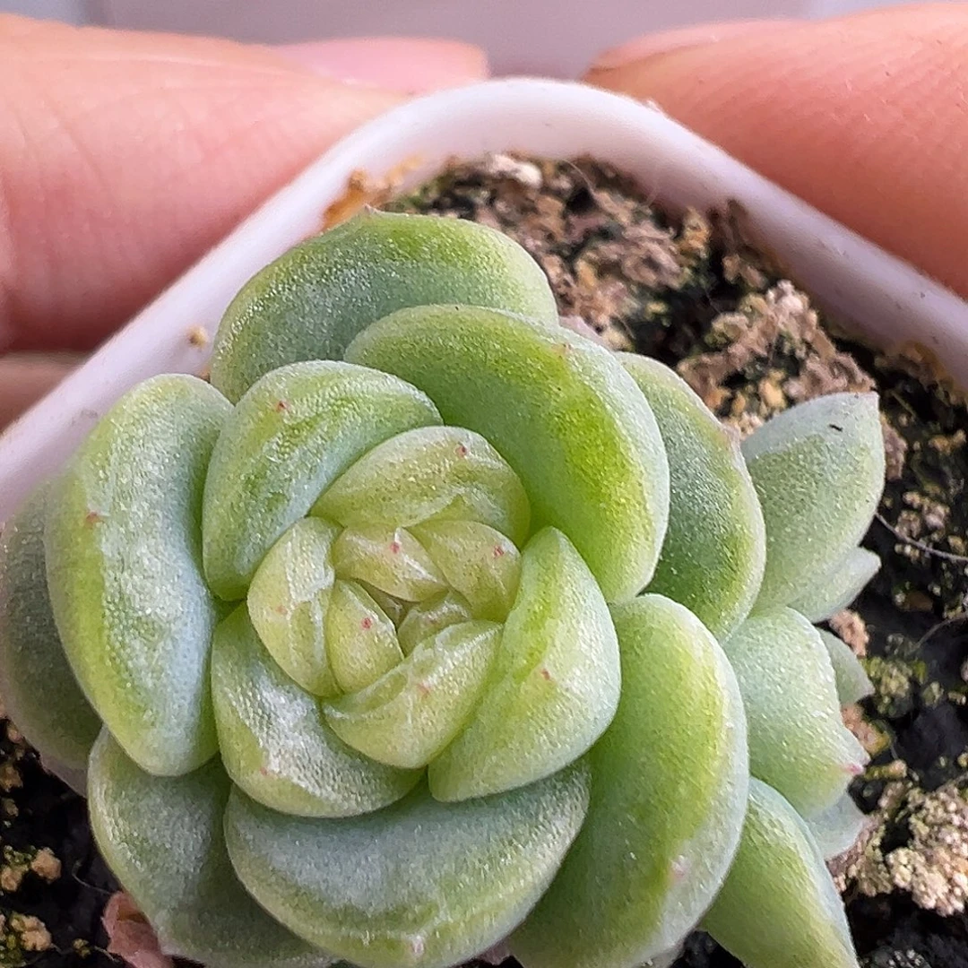 三头火烈鸟。