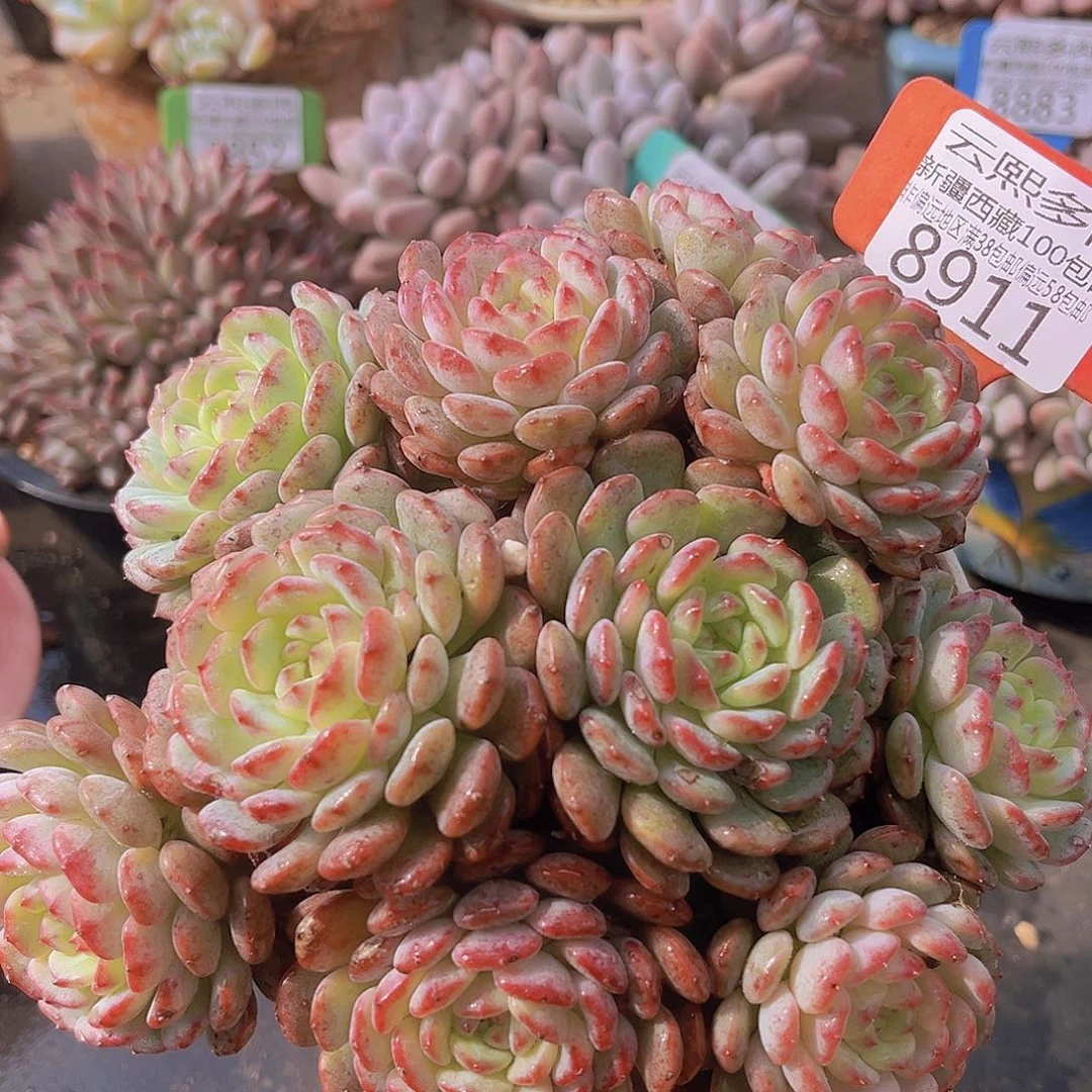 8911白胖子多肉植物