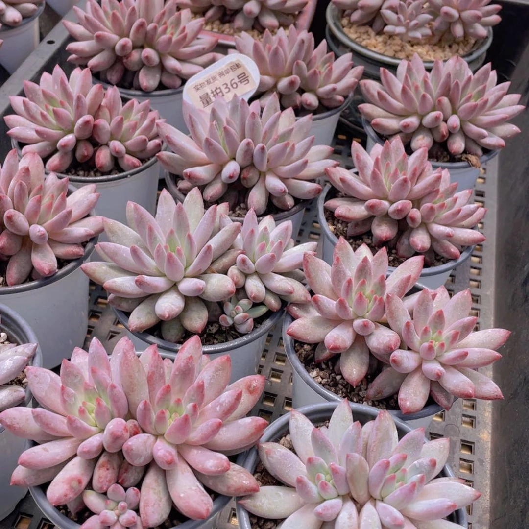 量拍36号 红虞美人大双头一个