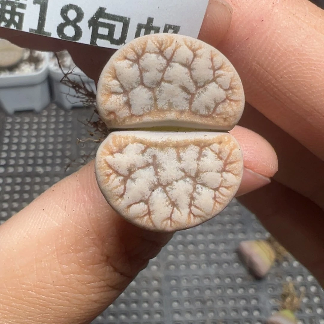 【闪购商品】206。