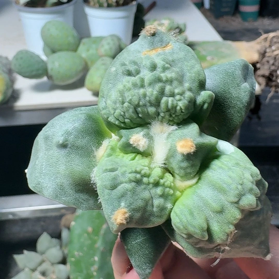 【闪购商品】无花朵栗源怒480
