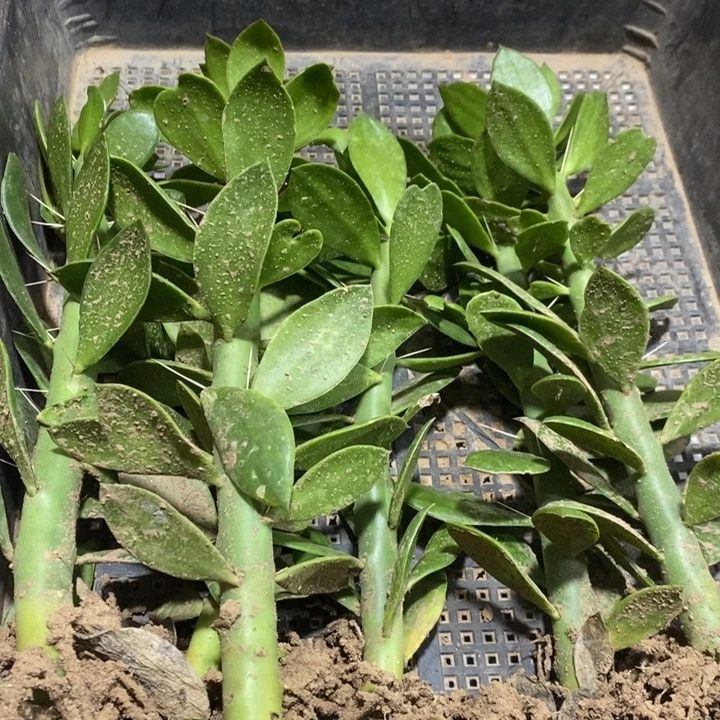 大青叶有根五根二十公分高