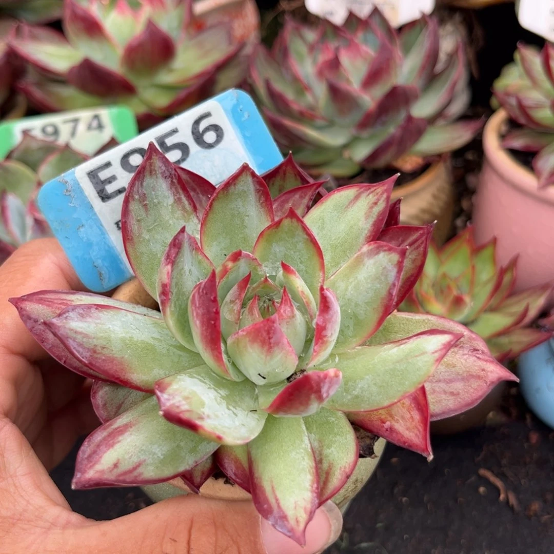 惊鸿一瞥多肉植物的956