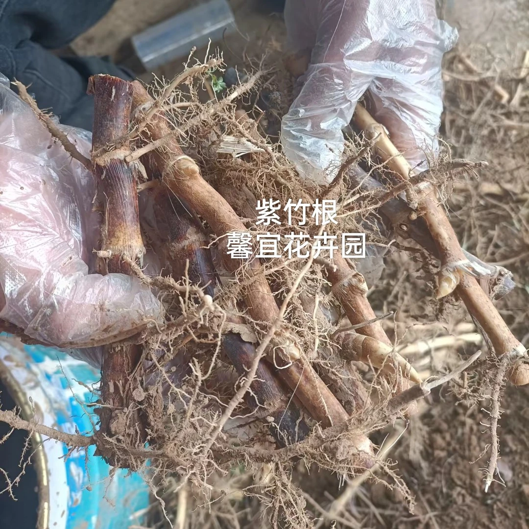 竹根苗青竹紫竹罗汉竹毛竹金镶玉竹根种植
