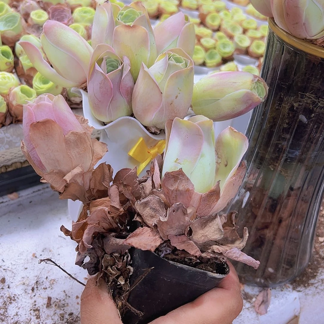 老桩粉桃5个19包邮