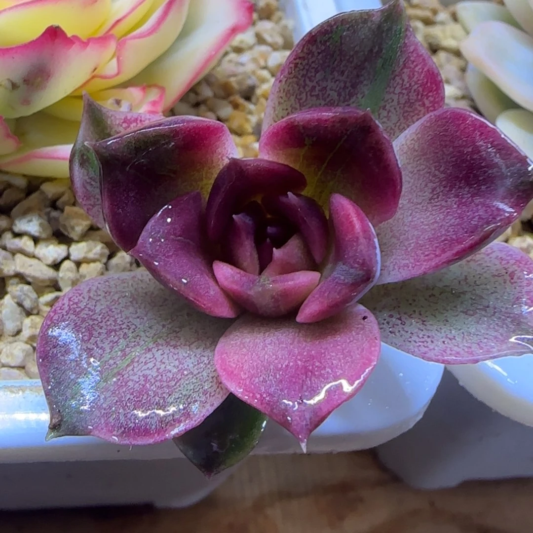 紫禁城锦 多肉植物