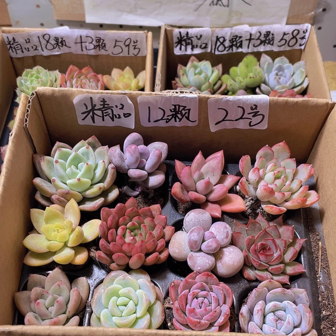 【闪购商品】【量拍】12颗-22