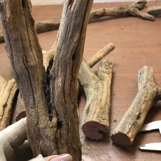 大果紫檀（缅甸花梨）上***花