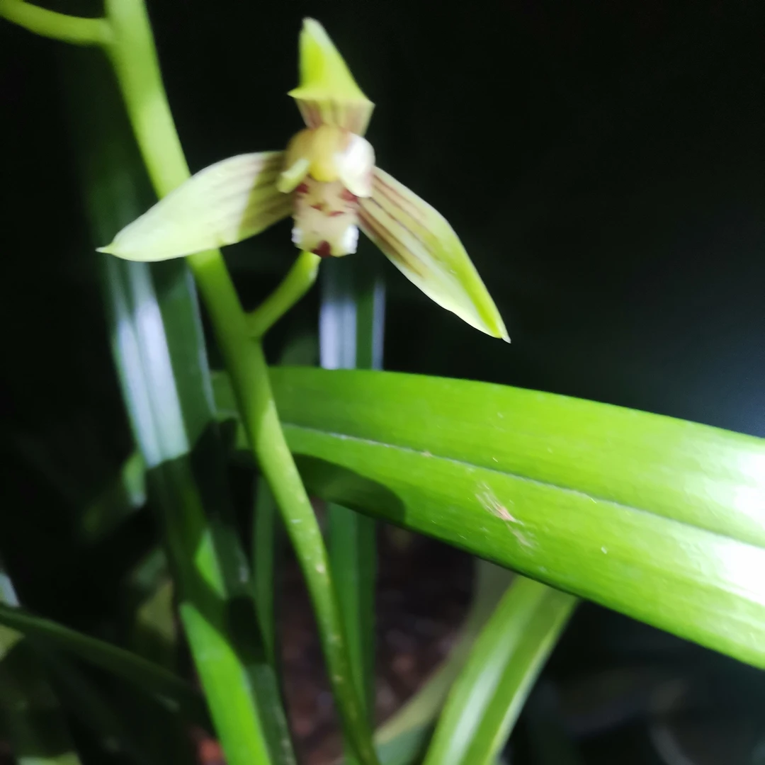 花卉好养兰花浓香四季现带花苞名贵开花夏季桌面