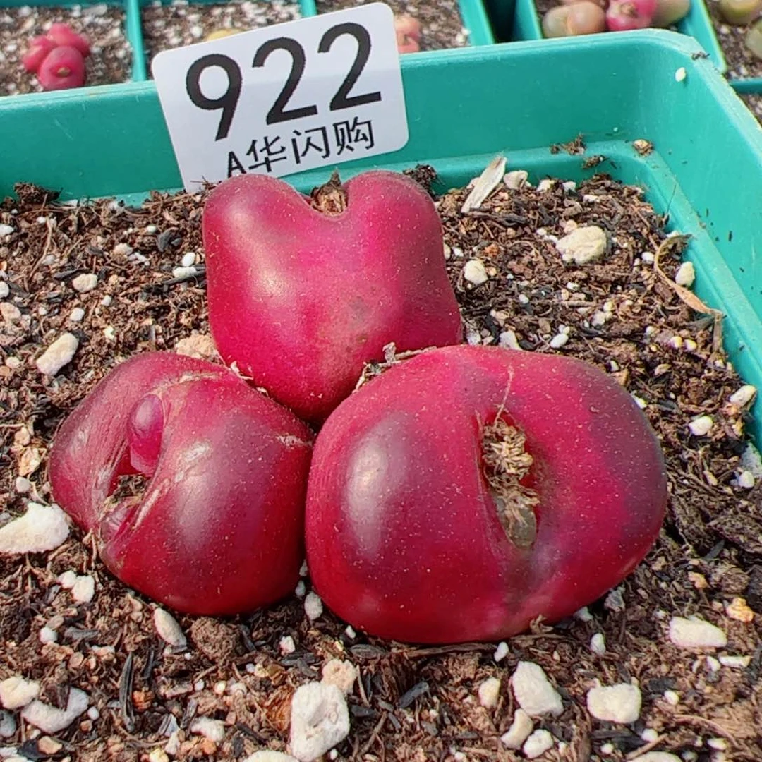 小***粉我很喜欢这个A922