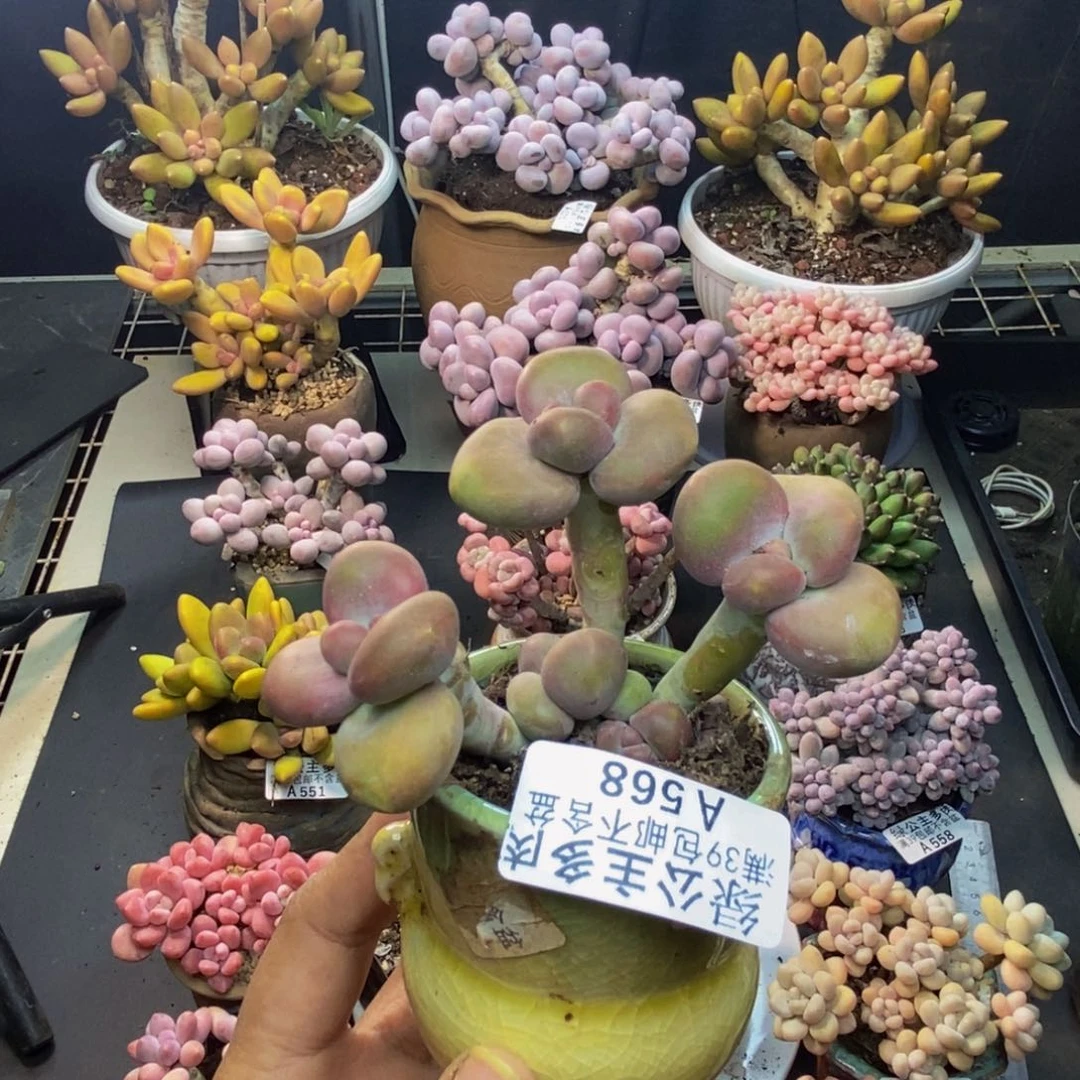 秦*568芒果奶kk奶多肉7c m