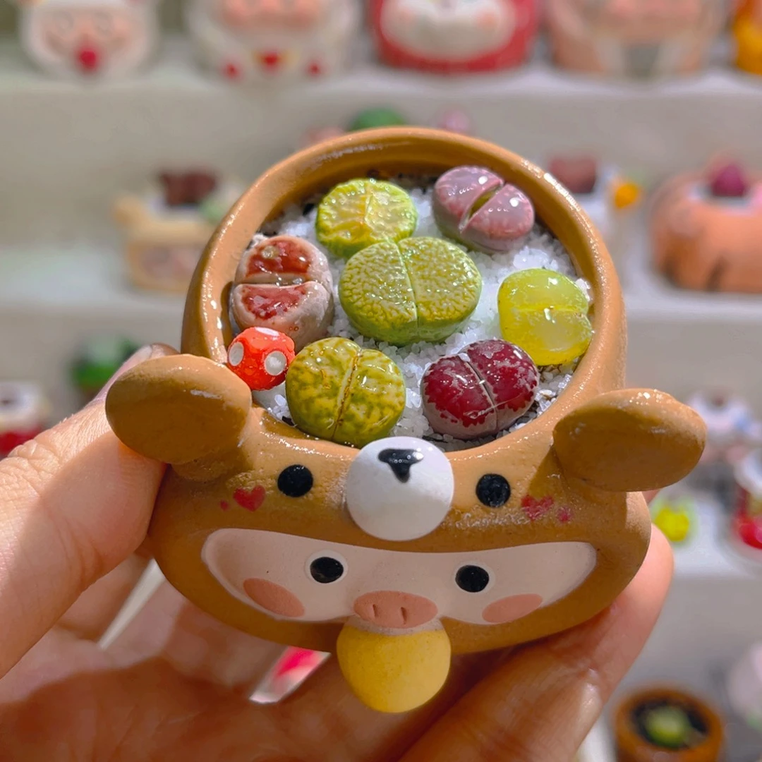 005高端多肉拼盘带盆土一套38