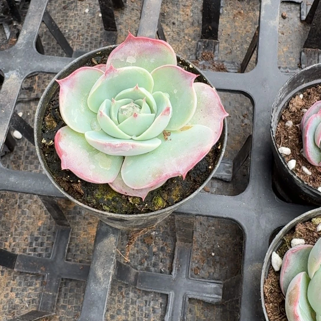 多肉杂交一物一拍18-80