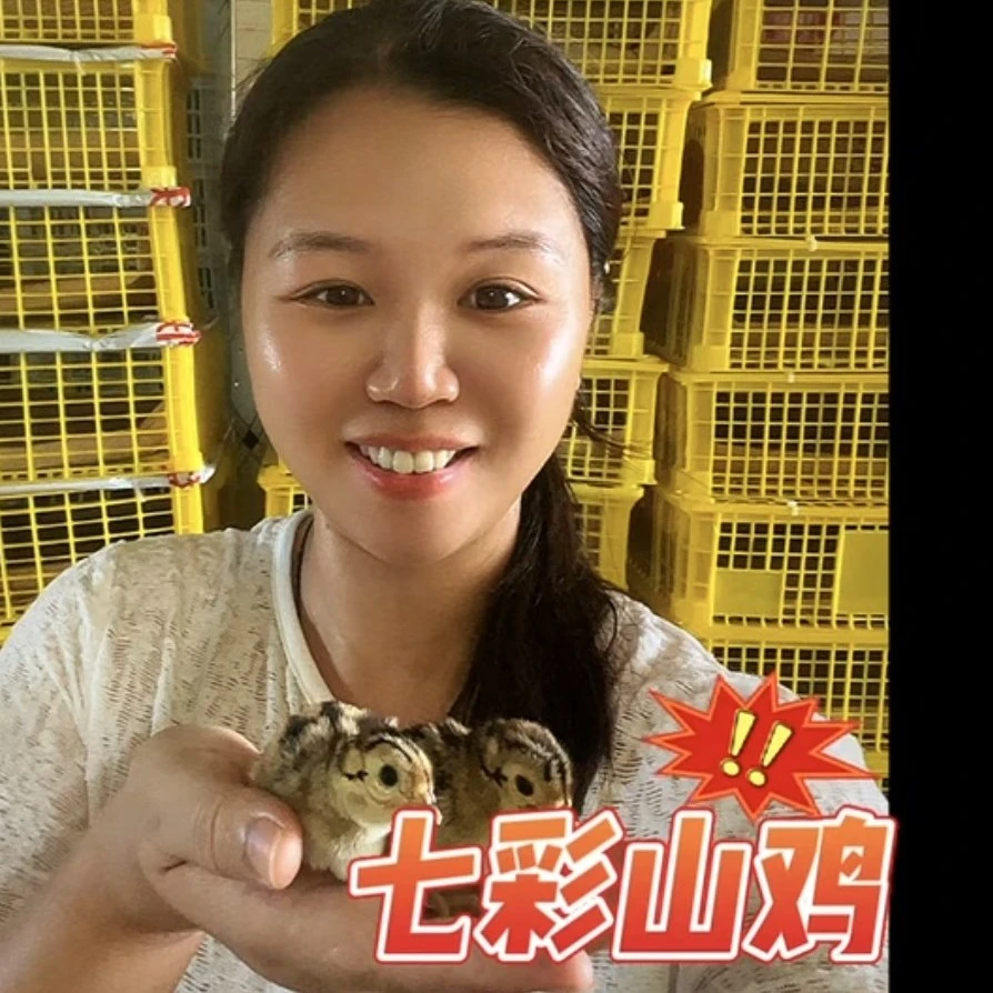 [假一赔十]预售7月3日宠物正宗七彩山鸡1日龄