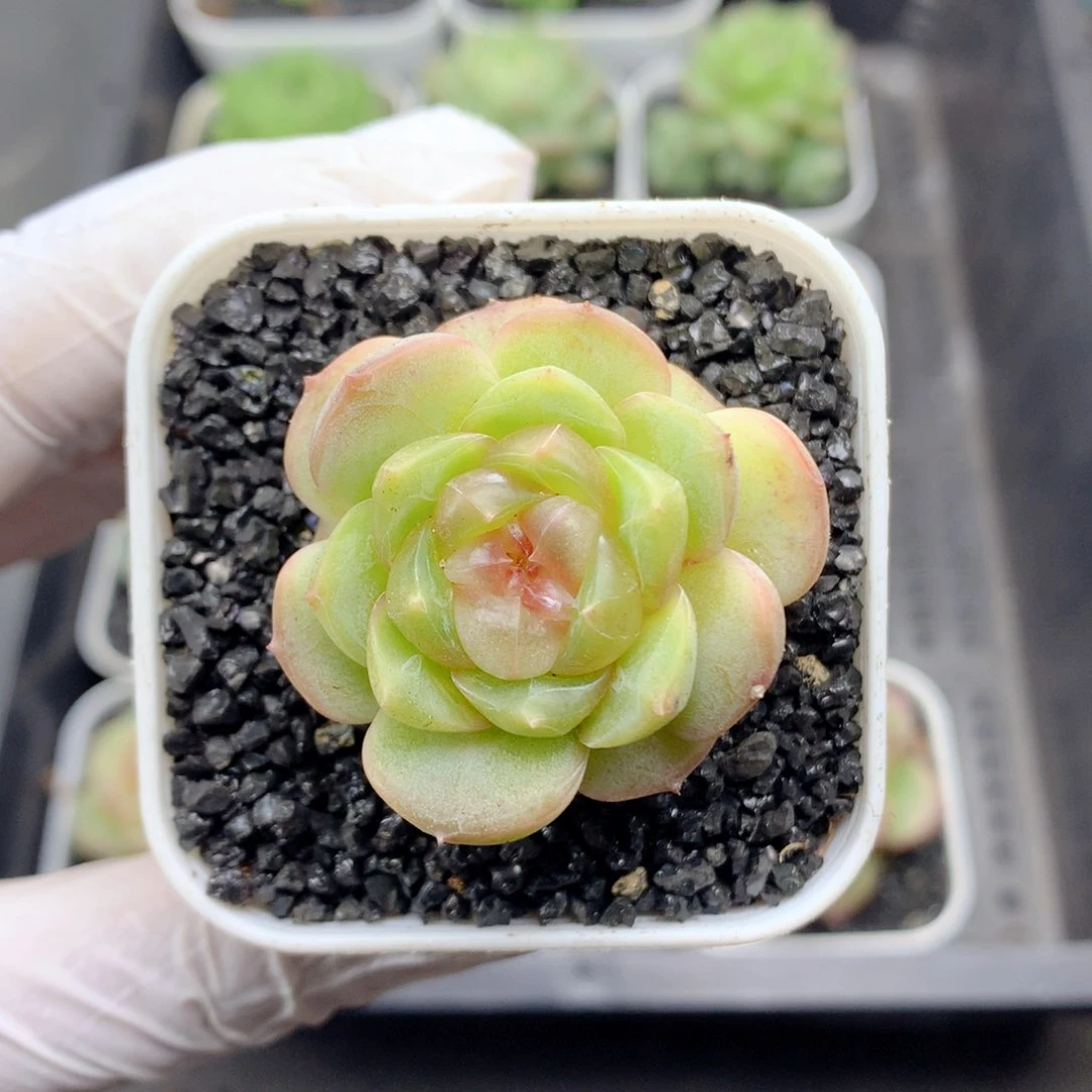 58包邮  群生不包整05