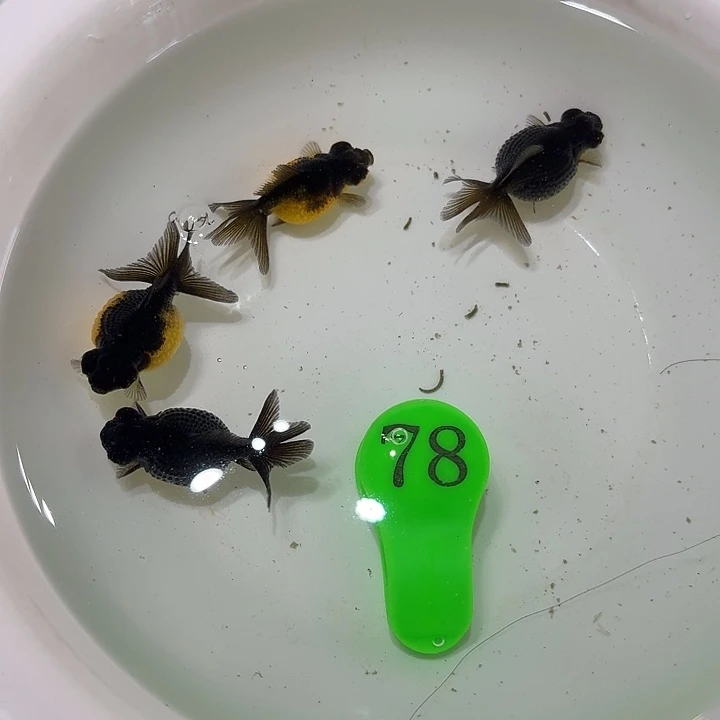 精品金鱼包邮包活