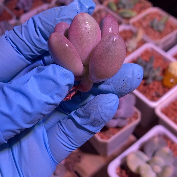 文乐奶酪锦多肉植物