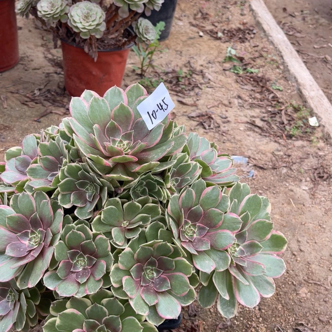 10-45粉花妖手捧多肉