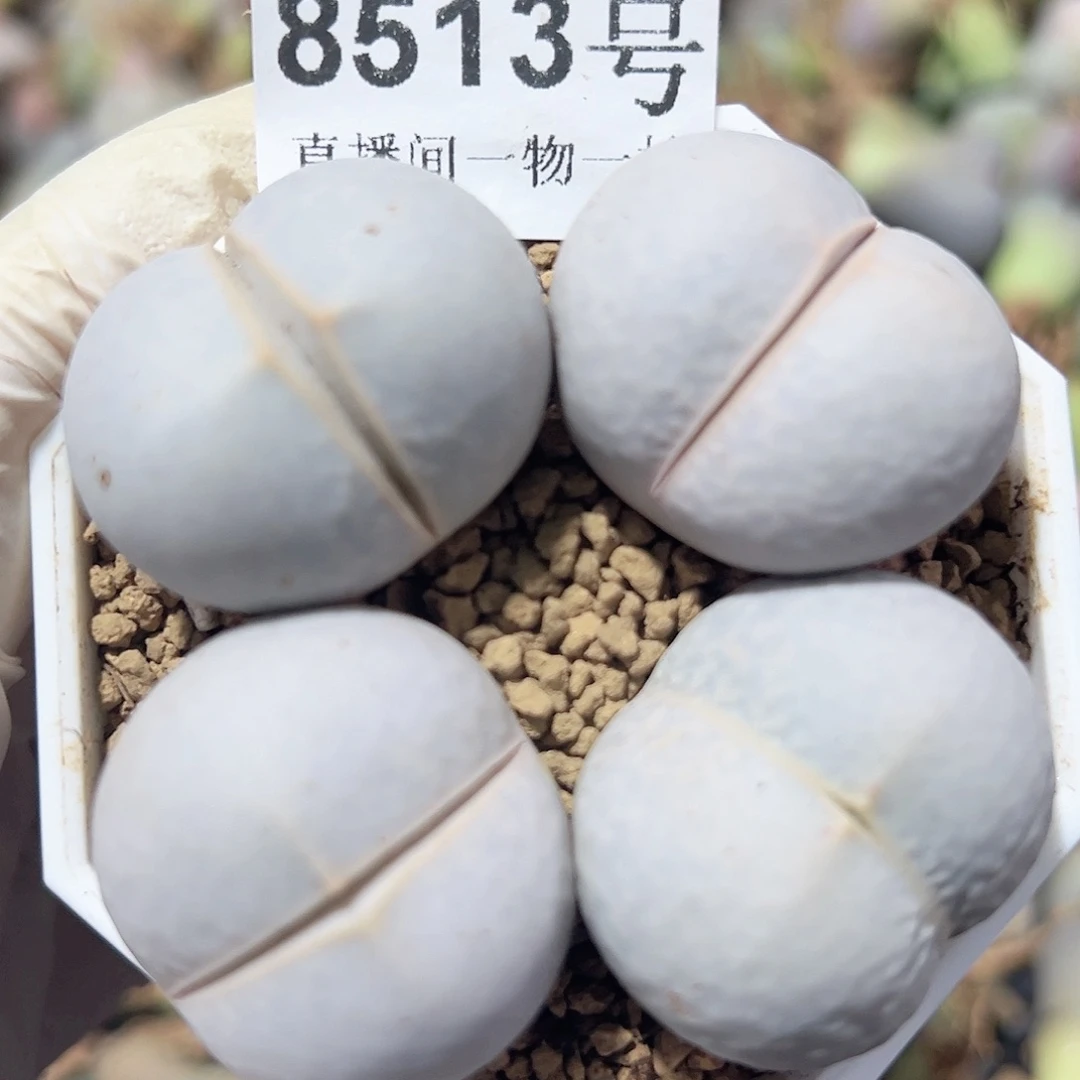 8513 好养易活生石花大母本