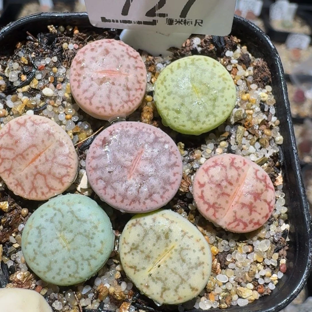 zzzz精品生石花727
