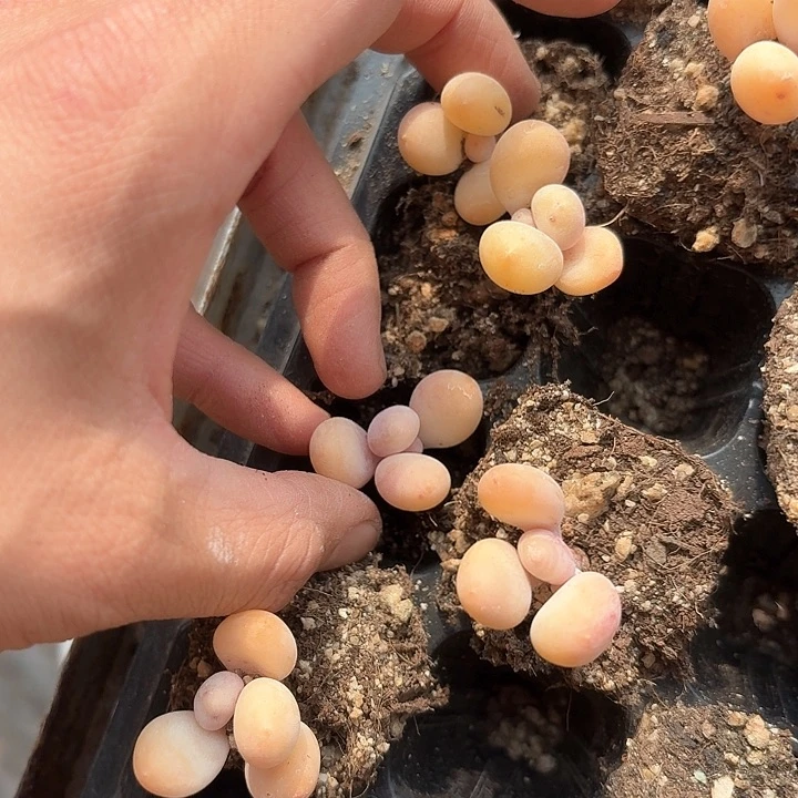 一*一b b h 217 nnkkk