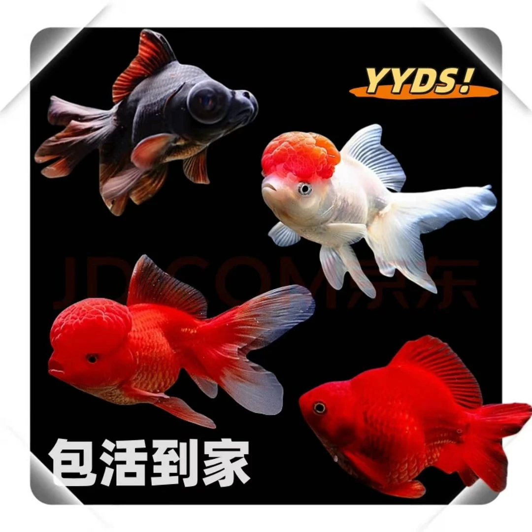 【国粹金鱼】11条4-6厘米丹顶金鱼红狮金鱼龙睛金鱼冷水观赏鱼包邮