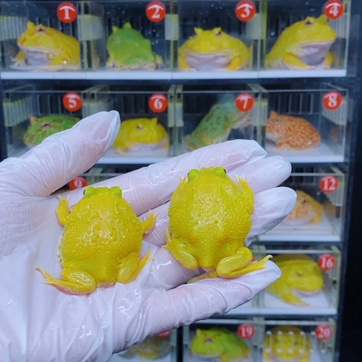 角蛙恭喜发财大吉大利