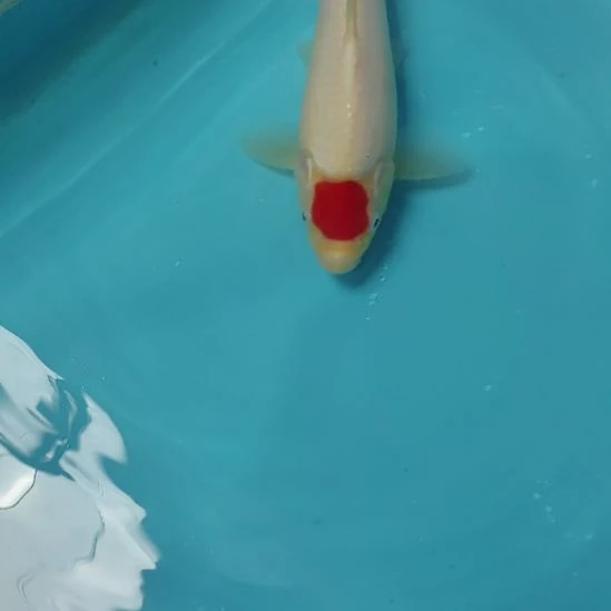 锦鲤丹顶25公分顺丰到付不包邮