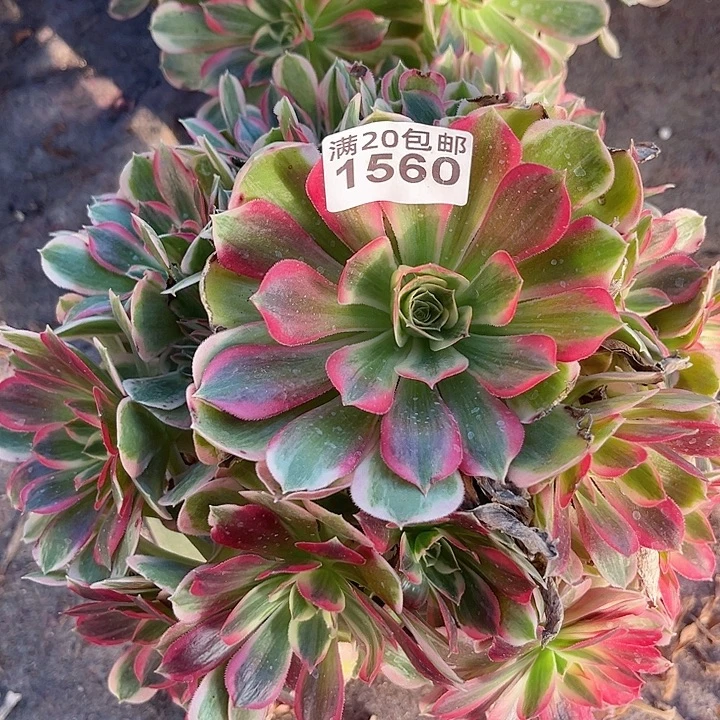 1560一颗男神法师