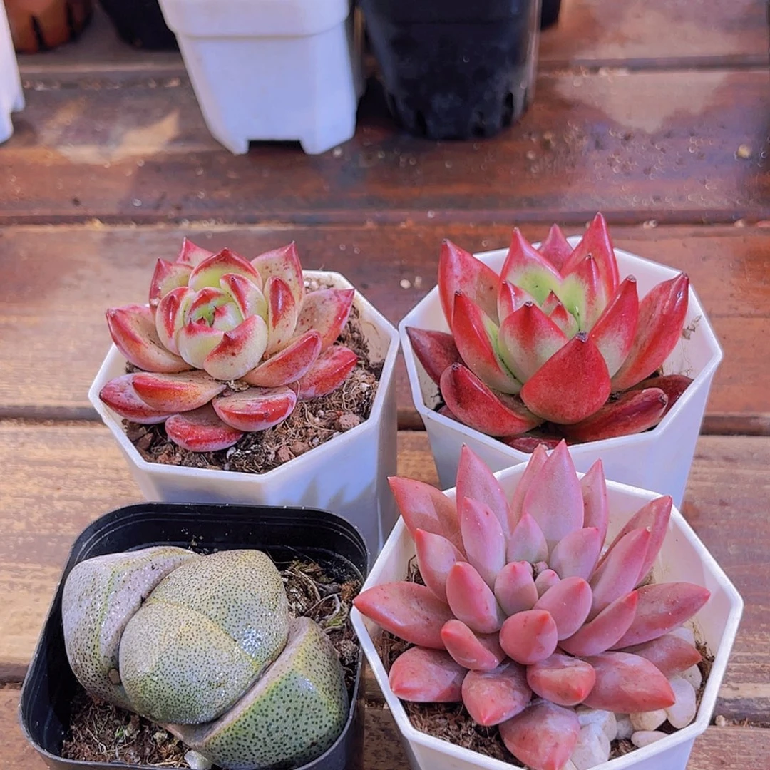 夜魔侠➕元宝➕罗卡➕红蜻蜓