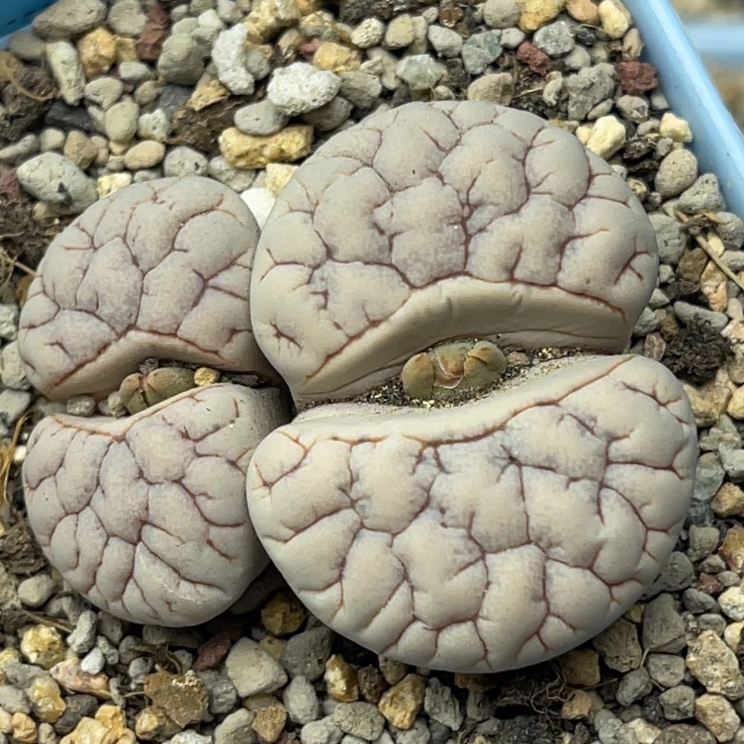 0984双头球体脑纹189一颗