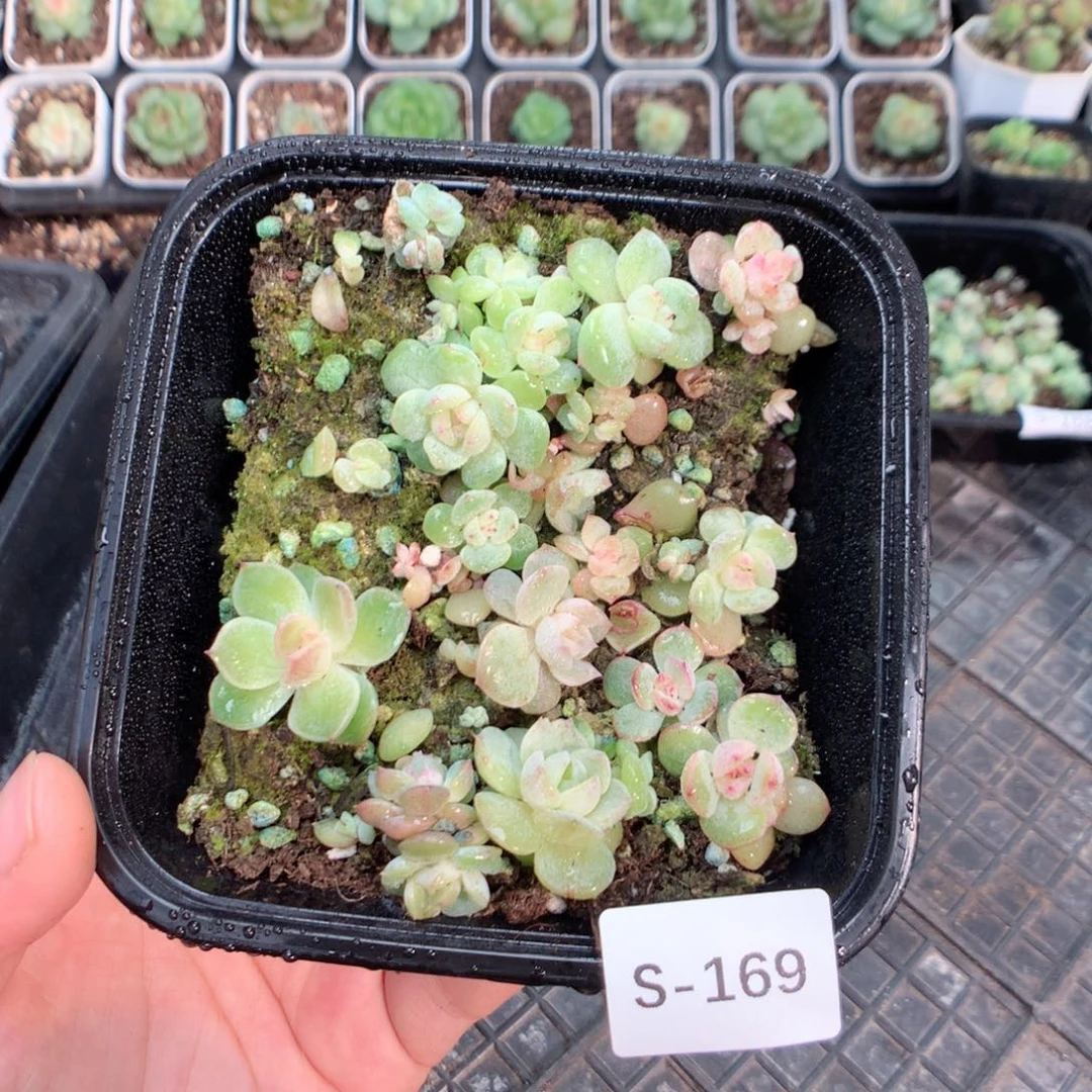 无花朵S169英语英语